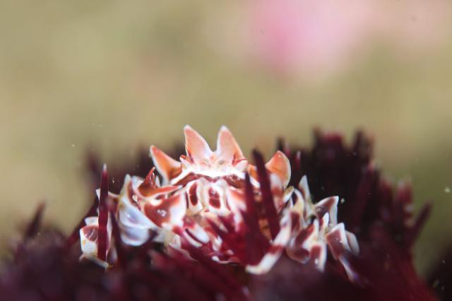 ５００本記念！！