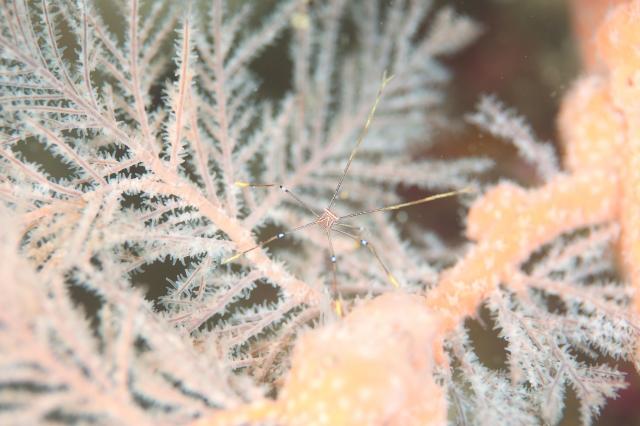 ５００本記念！！