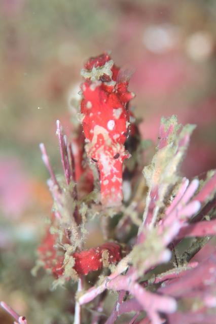 ５００本記念！！