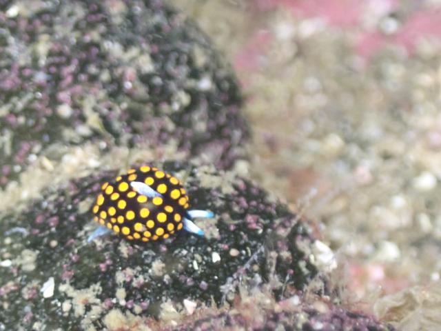 三浦も冷ため…