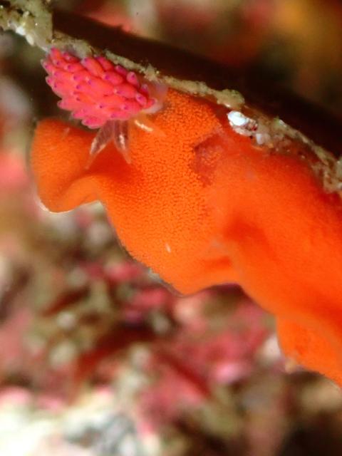 三浦も冷ため…