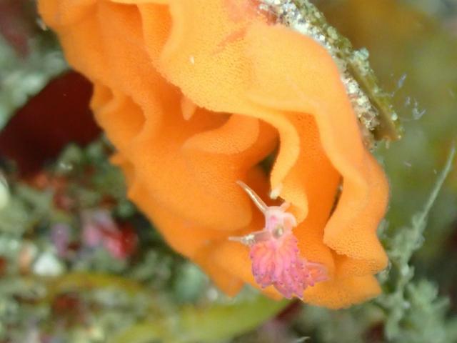 三浦も冷ため…