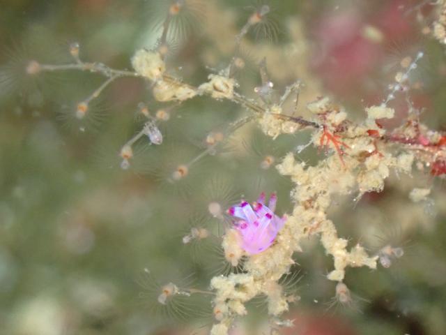 三浦も冷ため…