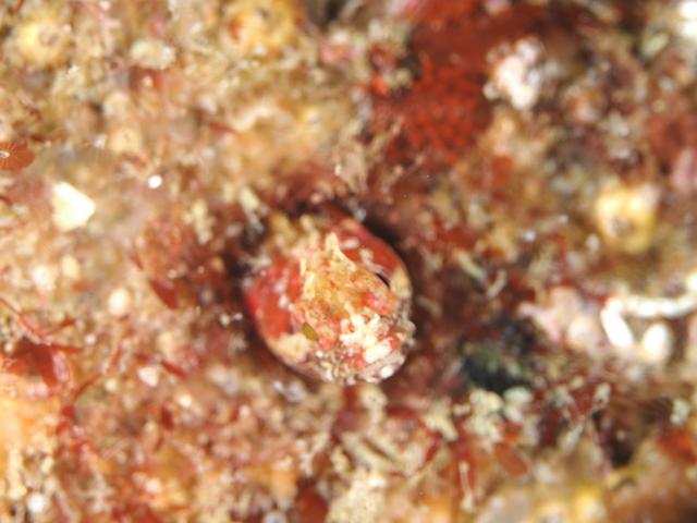 一眼初チャレンジ！