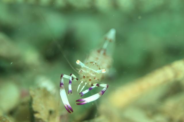 一眼初チャレンジ！