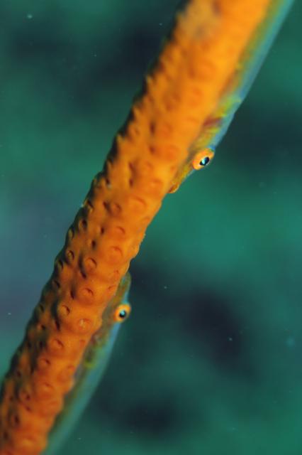 一眼初チャレンジ！