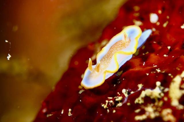 みんなで江の浦へ