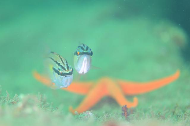 ミジン登場！！今週末もありがとうございました。