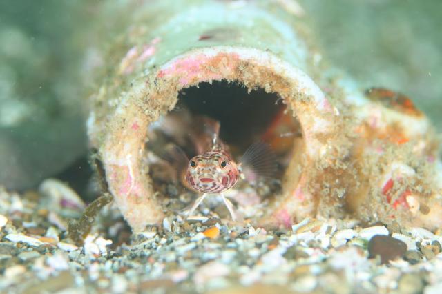 ミジン登場！！今週末もありがとうございました。