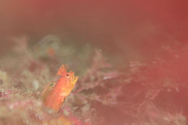 ミジン登場！！今週末もありがとうございました。