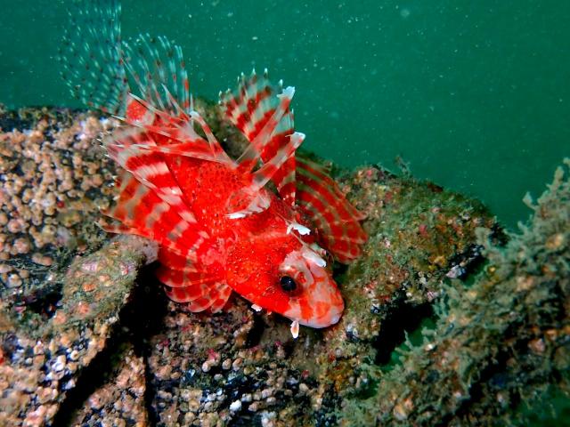 まさにダイビング日和！！