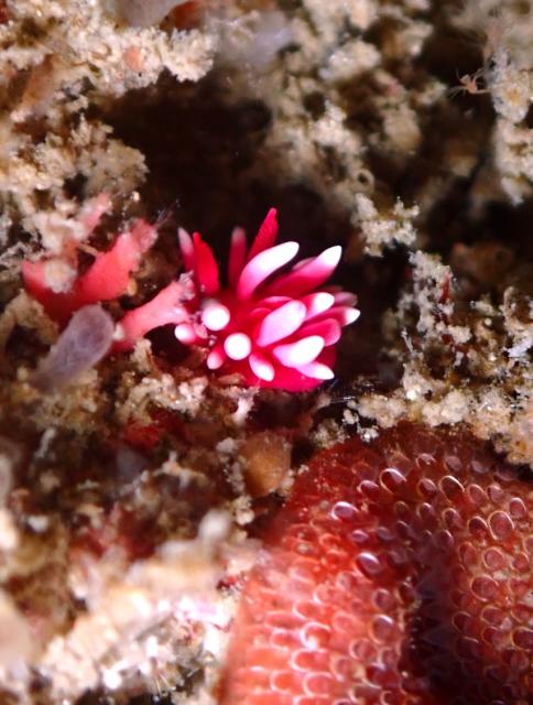 まさにダイビング日和！！