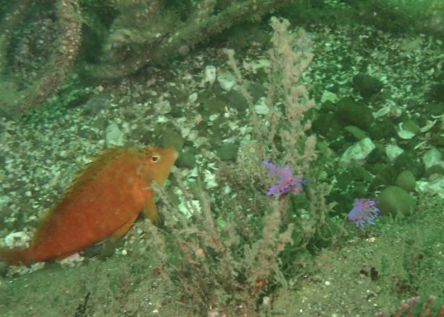 新しいお知らせもあります！！！