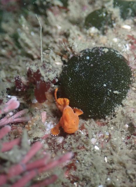 新しいお知らせもあります！！！