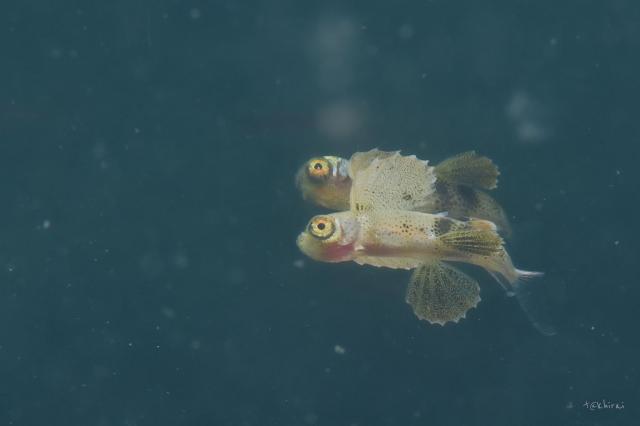 新しい生物続々登場！