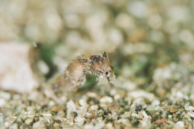 新しい生物続々登場！