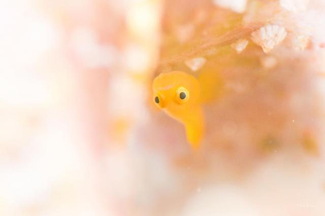 新しい生物続々登場！