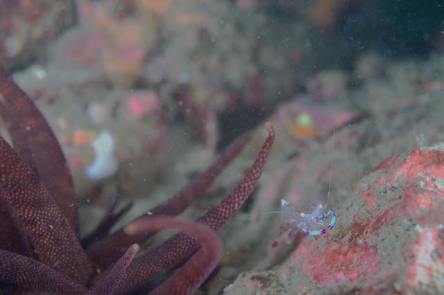 新しい生物続々登場！