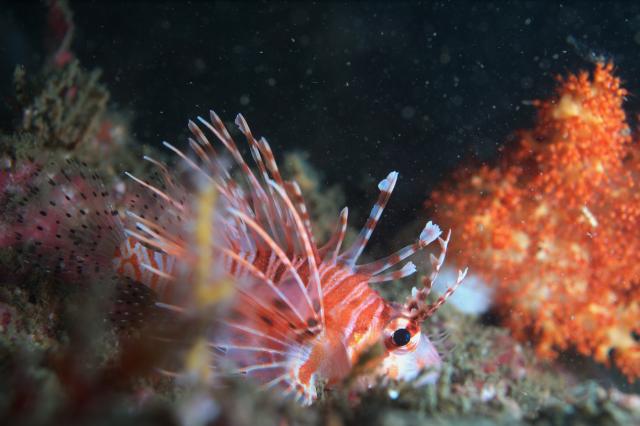 新しい生物続々登場！