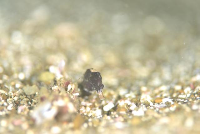 しげちゃんを囲んでダイビング！