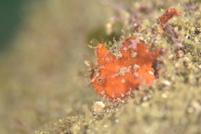 しげちゃんを囲んでダイビング！