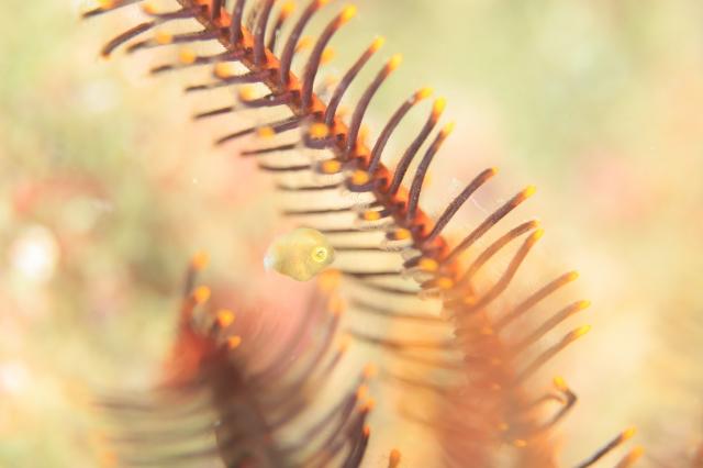 しげちゃんを囲んでダイビング！