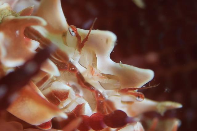 しげちゃんを囲んでダイビング！