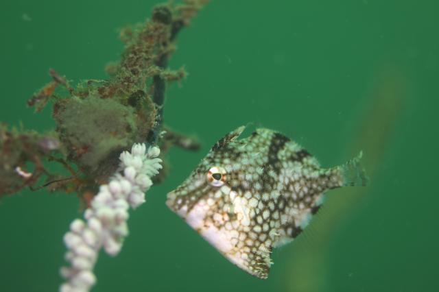 しげちゃんを囲んでダイビング！