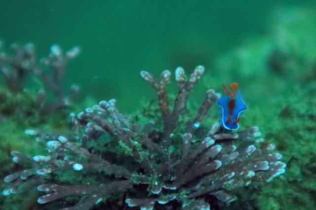 しげちゃんを囲んでダイビング！