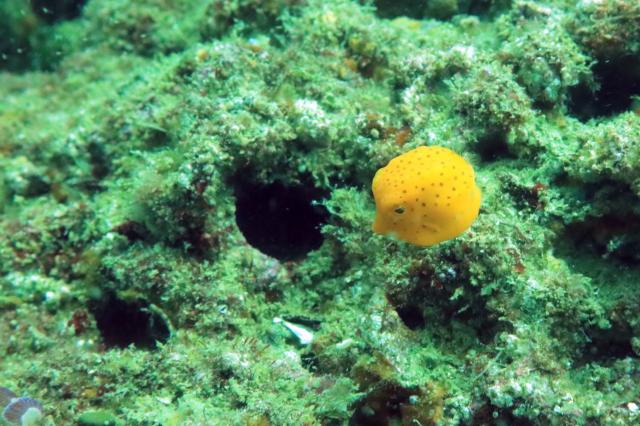 しげちゃんを囲んでダイビング！