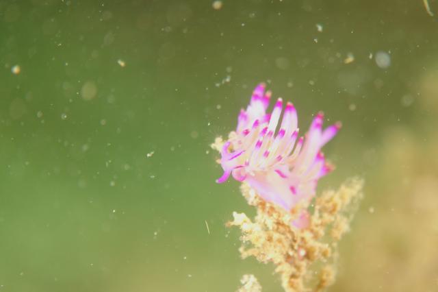 しげちゃんを囲んでダイビング！