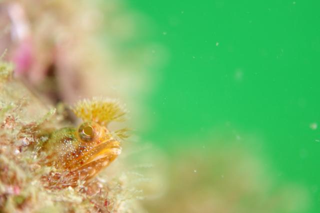 しげちゃんを囲んでダイビング！