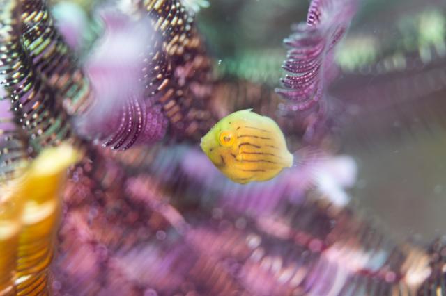 しげちゃんを囲んでダイビング！