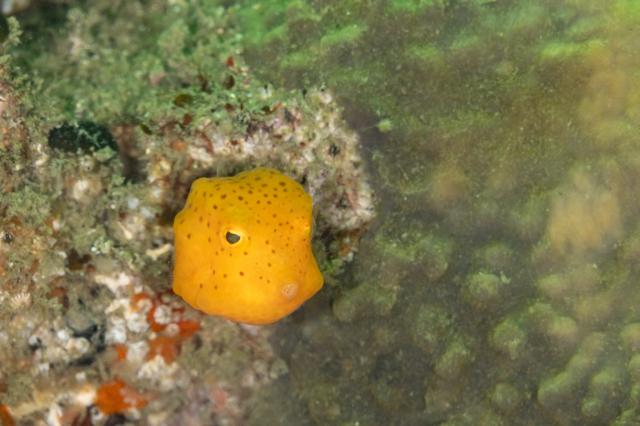 しげちゃんを囲んでダイビング！