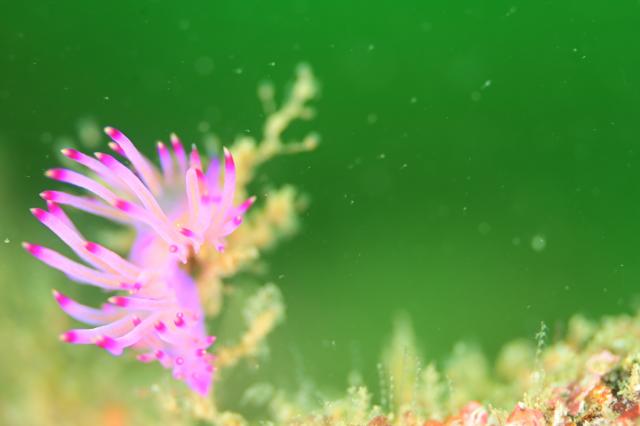 しげちゃんを囲んでダイビング！