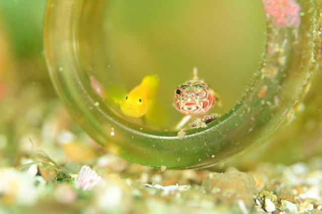 しげちゃんを囲んでダイビング！