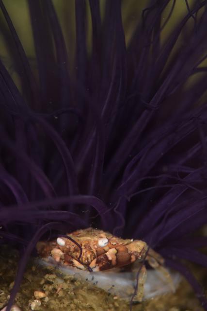 しげちゃんを囲んでダイビング！