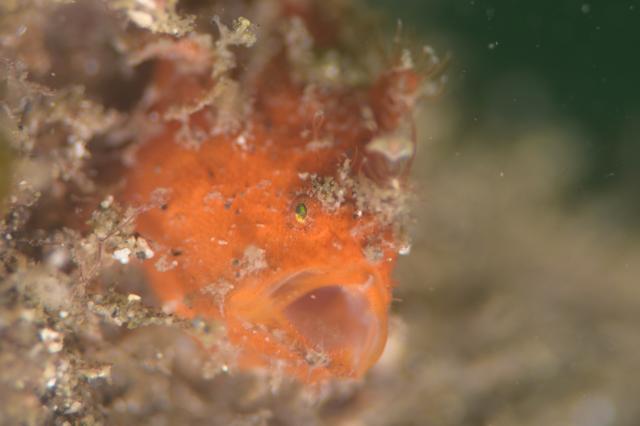 しげちゃんを囲んでダイビング！