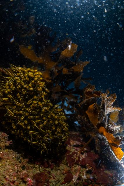 しげちゃんを囲んでダイビング！