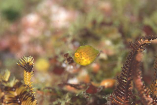 しげちゃんを囲んでダイビング！