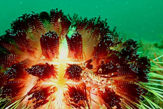 しげちゃんを囲んでダイビング！