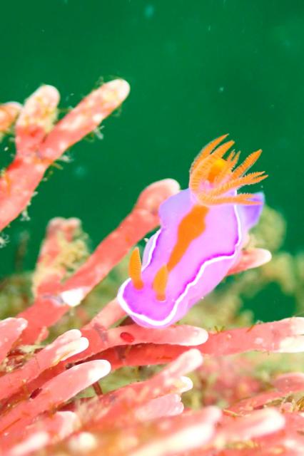 しげちゃんを囲んでダイビング！