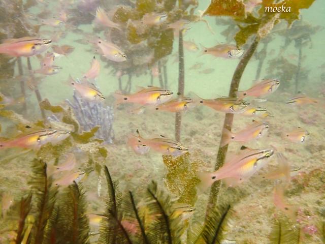 しげちゃんを囲んでダイビング！