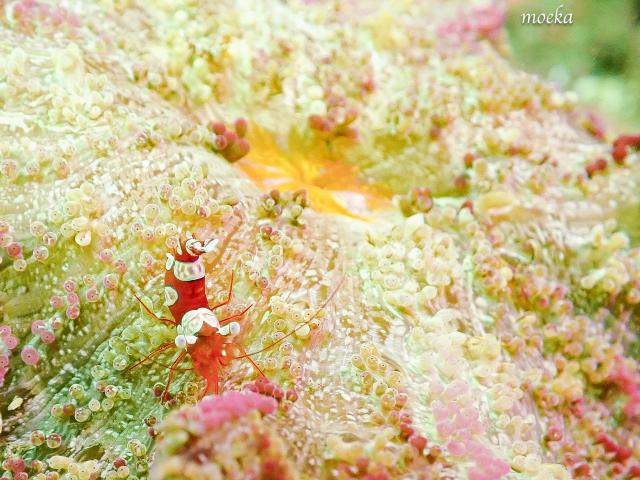 しげちゃんを囲んでダイビング！