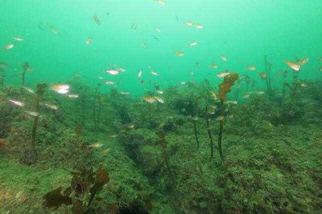 しげちゃんを囲んでダイビング！