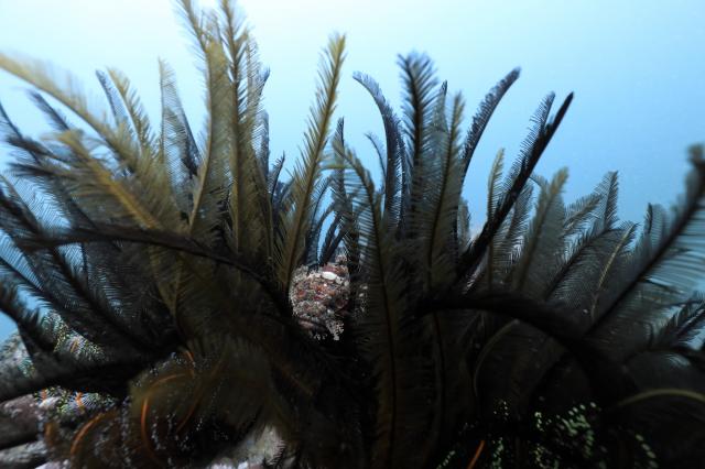 しげちゃんを囲んでダイビング！