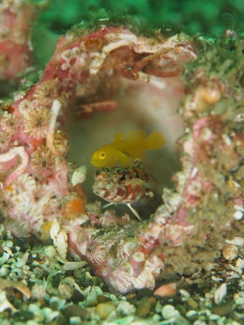 黄色のかわいい生物達！