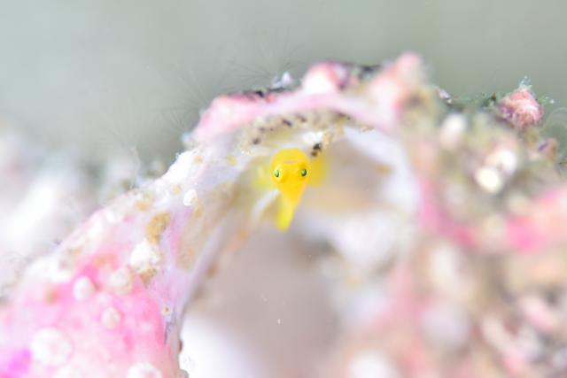 黄色のかわいい生物達！