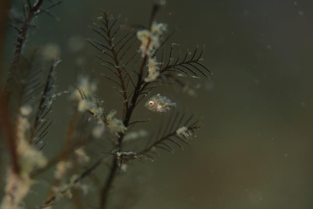 黄色のかわいい生物達！