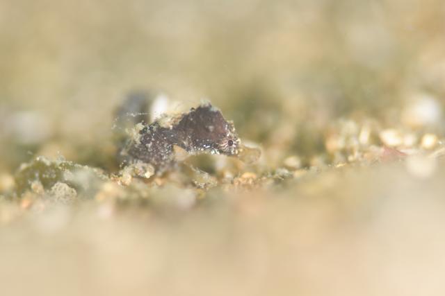 黄色のかわいい生物達！